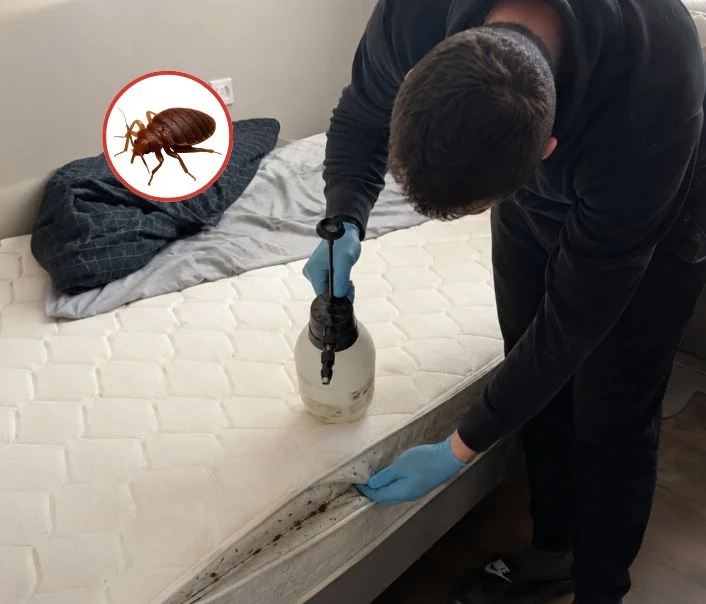 Technicien traitant un matelas contre les punaises de lit à Pecqueuse